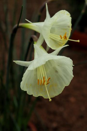 Narcissus romieuxii var. mesatlanticus in AH 1.jpg