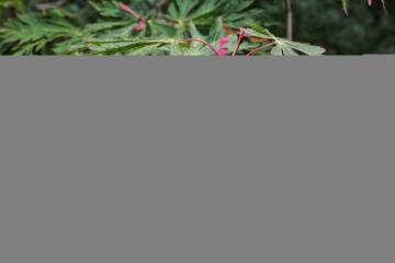 Acer japonicum 'Aconitifolium'.jpeg