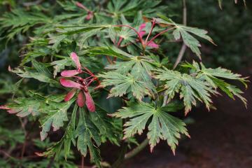 Acer japonicum Aconitifolium.jpg