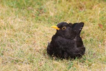 Blackbird sitting in the grass.jpg
