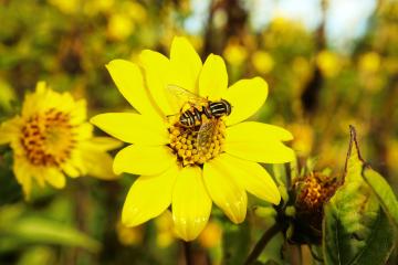 Helianthus 'Lemon Queen' in IB with hoverfly known as 'The Footballer'.jpg