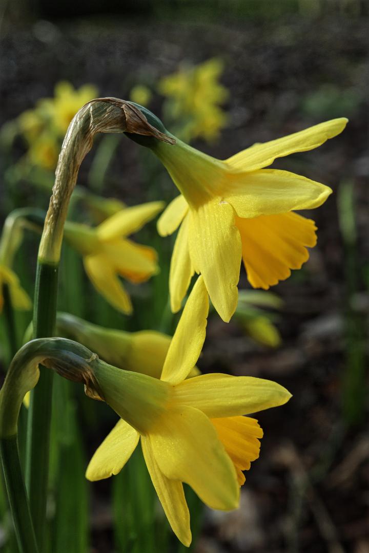 Narcissus ‘tete A Tete’ In Pg