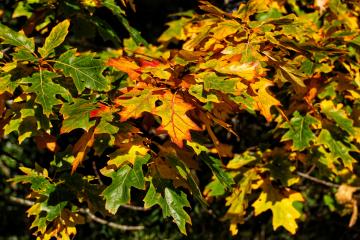 Quercus rubra 2.jpg