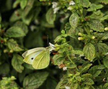 White butterfly on Melissa officinalis, lemon balm - -unsure if Large White or Small White.jpg